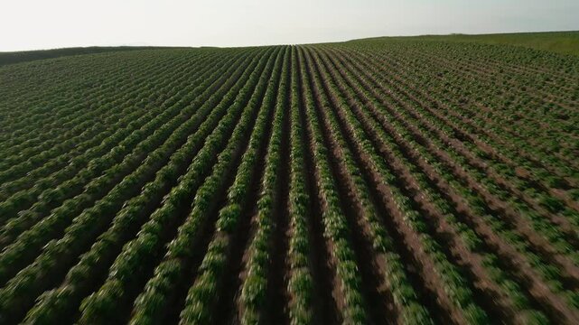Rows of Potato Fields in Northern New Brunswick- Endless Potato Fields 