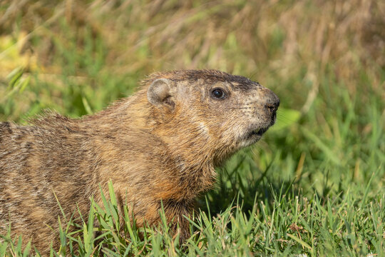 Close-up of Groundhog (Marmota monax) looking at camera in agricultural field