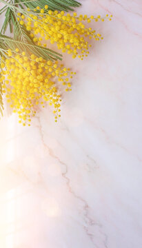 Elegant Spring Mimosa Flowers on Pink Marble Background - Vertical Floral Frame with Sunlight