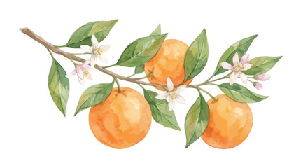 Artistic watercolor illustration of a citrus orange fruit hanging from a leafy green branch with blossoms, hand-painted botanical element isolated on a clean white background for design. © Lang