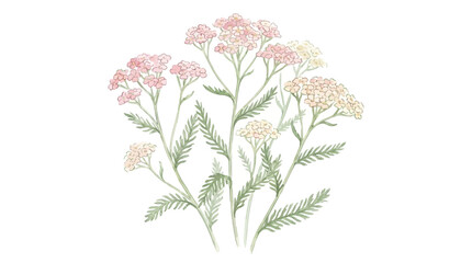 Exquisite Hand Drawn Watercolor Vector Botanical Illustration of Yarrow Flower Achillea Millefolium Herb Isolated on White Background for Floral Design and Nature Aesthetic © Lang