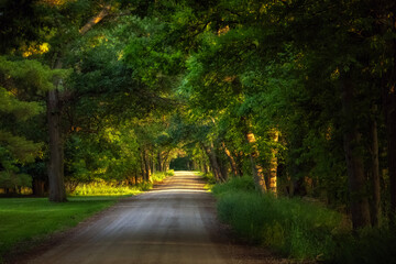 Naklejka premium Countryside road with trees along the side road