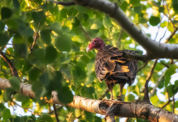 Fototapeta premium Turkey vulture perched on a tree