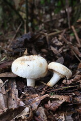 mushrooms in the forest © Darling