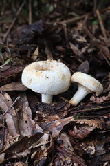 mushrooms in the forest © Darling
