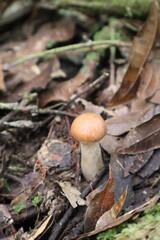 orange mushroom in the forest © Darling