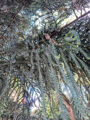 A low-angle shot looking up into the dense, cascading branches of a green coniferous pine tree against the sky. © awgraphoto