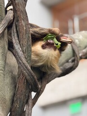Fototapeta premium sloth on a tree eating lettuce 