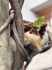 Fototapeta premium Sloth upside down eating lettuce 