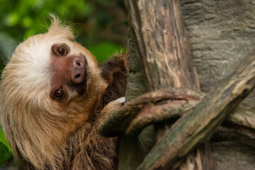 close up of a sloth in tree © Tammi Mild