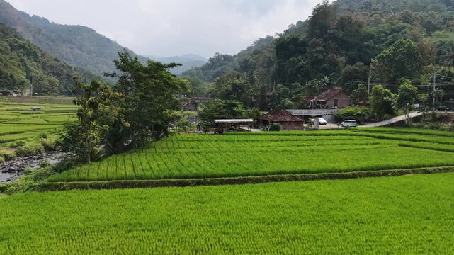 Drone reveal over lush Java rice fields, river, and forested hills.