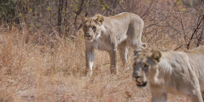 a close up of two lioness approaching at pilanesberg national park in south africa