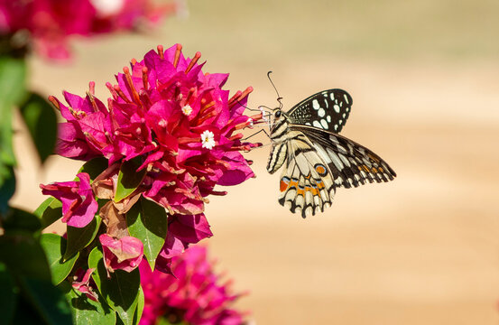 Lime butterfly feeding on a red bougainvillea