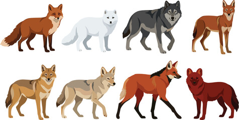 Obraz premium Wild Canid Vector Collection Featuring Foxes Wolves Coyotes and Arctic Fox Color Wildlife Illustrations
