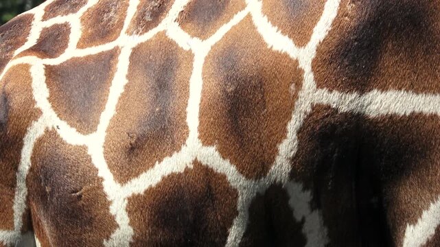 close up of the fur pattern on the giraffe's body, it looks like it has a fine fur texture, the color is a combination of brown, orange and yellow
