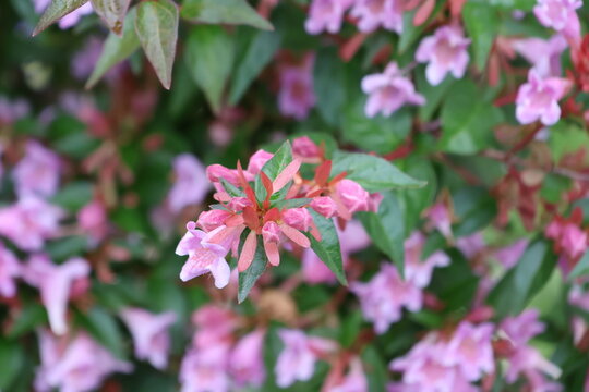Pink Abelia Flowers in Bloom