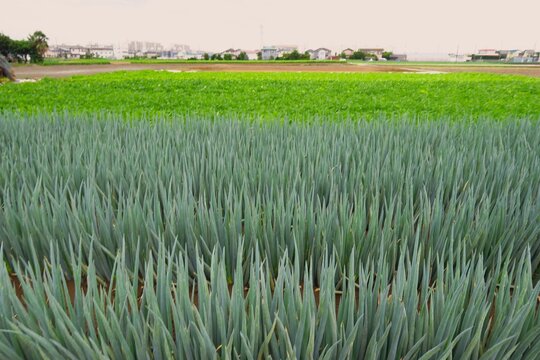 梅雨の晴れ間の首都圏近郊の葱畑と枝豆畑風景