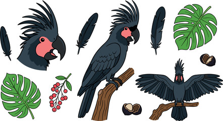 Black cockatoo bird cartoon collection featuring flying parrot head profile isolated feathers nuts and green jungle leaves © MstAirin