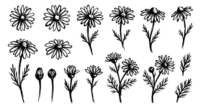 Hand Drawn Chamomile Botanical Black Ink Vector Set with Daisy Aster Chrysanthemum Flowers and Childlike Floral Line Illustrations