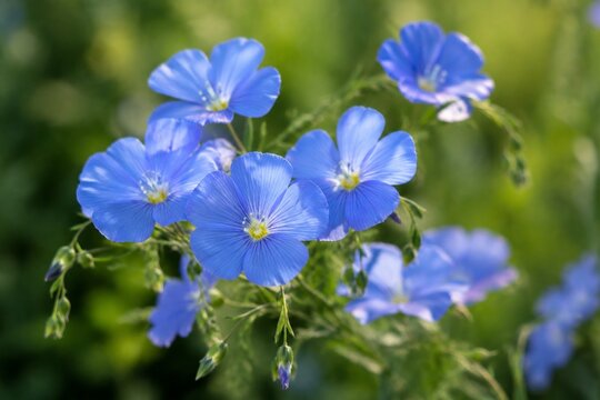 Delicate blue flax flowers in soft focus surrounded by lush green foliage.