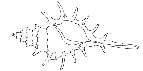 Detailed illustration of a sea snail © ImageFlow 