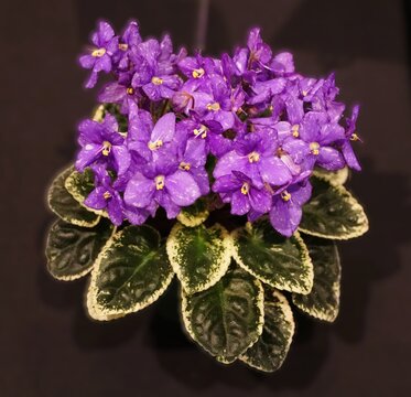 A vibrant purple African Violet K's Lil Silas in full bloom, featuring white speckled petals and variegated green-and-white foliage.