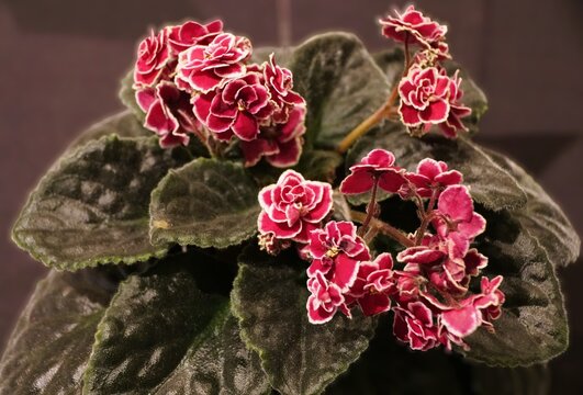 A blooming African Violet Candyman showing clusters of deep red, multi-petaled double flowers with striking white borders.