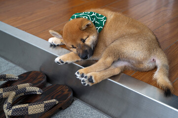 玄関先でうたた寝をする柴犬の赤ちゃん © tetsuya