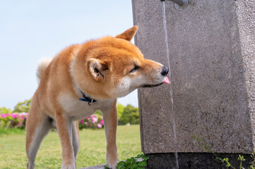 公園で水を飲む柴犬 © tetsuya