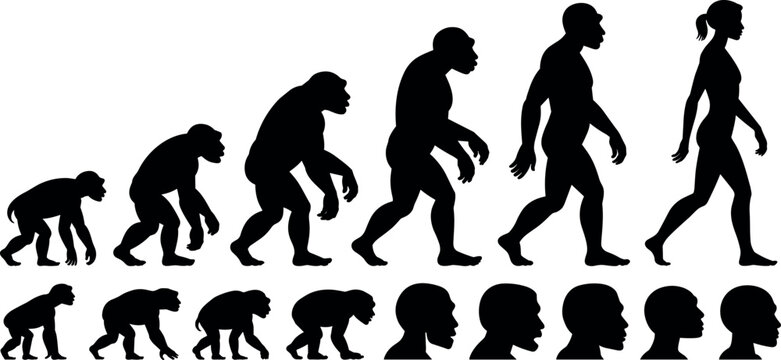 Title:
Human evolution theory silhouette timeline set featuring ape to modern woman transformation with developmental head profile steps