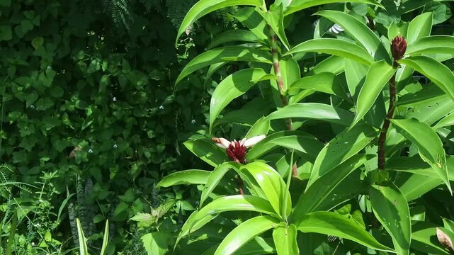 The fresh pacing, white pacing, or costus speciosus which is a natural herbal plant that grows wild in damp areas