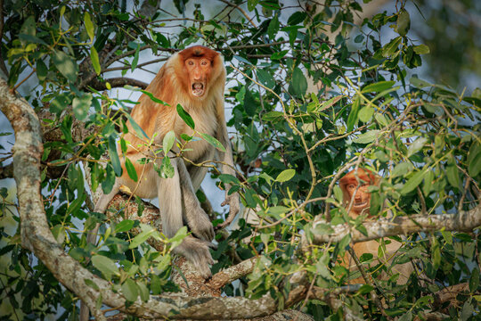 Proboscis monkey - Bekantan