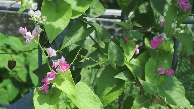 The bridal tears climbing ornamental plant or antigonon leptopus with pink flowers that grow abundantly against the background of a bright blue sky in the morning