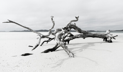 Monochrome photo of tree washed up on beach in the Whitsunday Islands, Australia