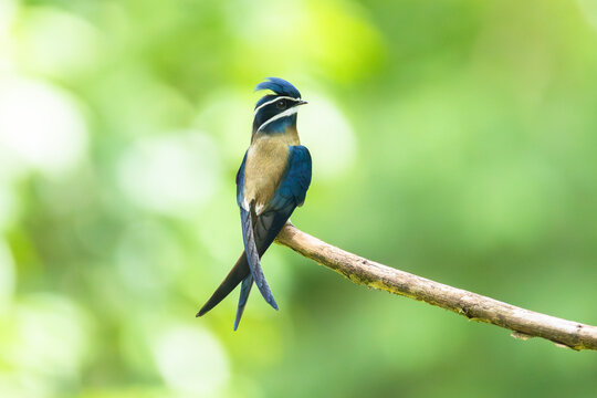 Whiskered treeswift