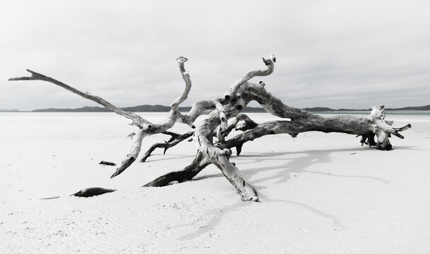 Monochrome photo of tree washed up on beach in the Whitsunday Islands, Australia