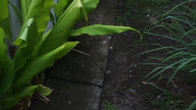 The turmeric or curcuma plant with green leaves that grows well in warm climates and is commonly used as a herbal medicine or culinary ingredient