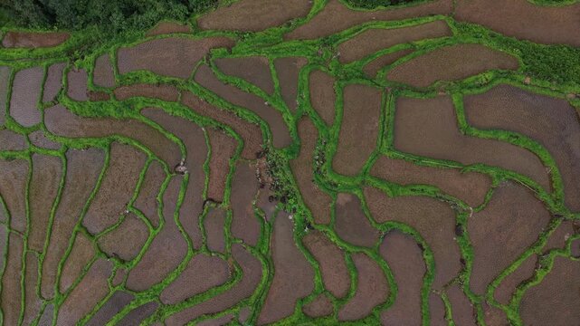 Rice terraces filled with water after rice harvesting on the sunrise.Aerial view of the rice field area, agricultural farms.