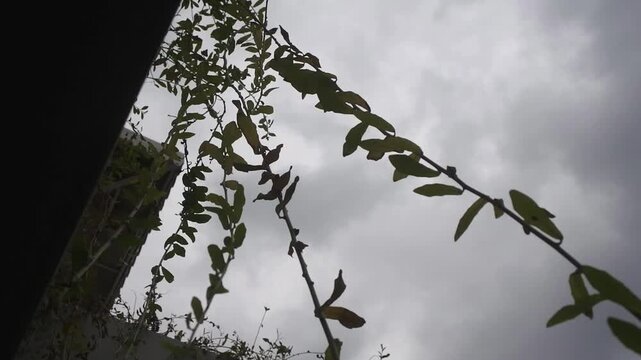 The widow's creeper, curtain creeper, vernonia creeper, lee kuan yew, vernonia elaeagnifolia, tarlmounia elliptica or vernonia elliptica with green leaves that grow abundantly hanging on the wall of a