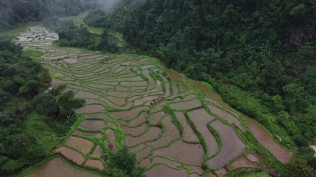 Rice terraces filled with water after rice harvesting on the sunrise.Aerial view of the rice field area, agricultural farms.