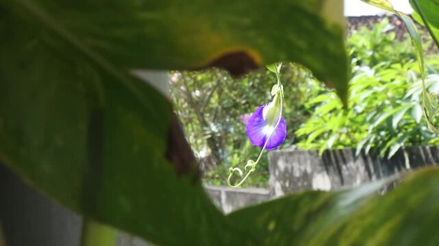 The butterfly pea or clitoria ternatea which grows abundantly, is beneficial for beauty, health and appears to be blooming