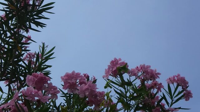 The bridal tears climbing ornamental plant or antigonon leptopus with pink flowers that grow abundantly against the background of a bright blue sky in the morning