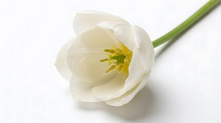 Fototapeta premium White tulip blooming on a white background