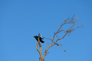 Fototapeta premium Black Crow Perched on Bare Tree Branch Against Clear Blue Sky