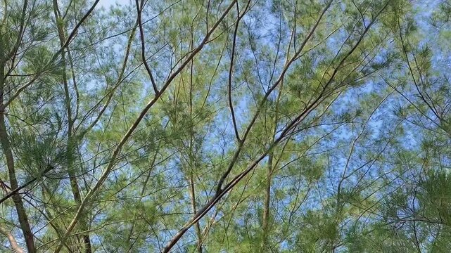 A creative low-angle perspective shot looking up the textured brown bark of a large pine tree trunk, reaching out into sprawling branches and green leaves against a soft blue sky