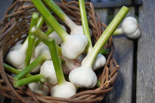 garlic and onions