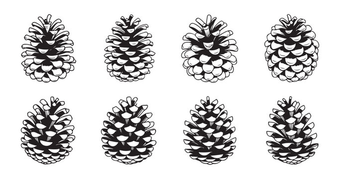 Set of pine cones. hand drawn forest decoration elements for christmas and nature design.