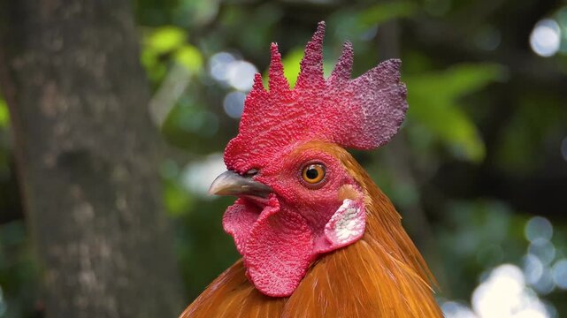 Colourful Red Rooster - Farm Bird On Garden Tree - CU 4K