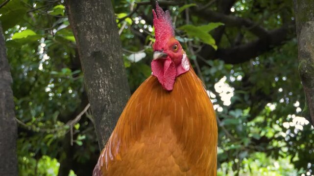 Colourful Red Rooster - Farm Bird On Garden Tree - MS 4K