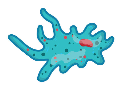 Cartoon vector illustration of Amoeba proteus cell. Blue unicellular microorganism with pseudopodia isolated on white background.